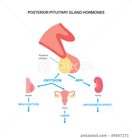 Pituitary gland hormones 84807271