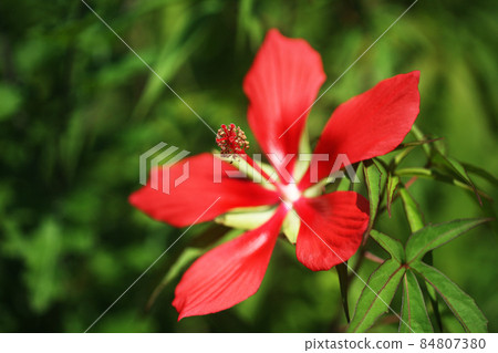 Scarlet rosemallow flowers blooming in the morning sun Scarlet rosemallow flowers blooming in the morning sun 84807380