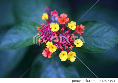 Lantana yellow and red flowers Lantana yellow and red flowers 84807394