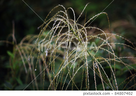 Wild grass goosegrass flower Wild grass goosegrass flower 84807402
