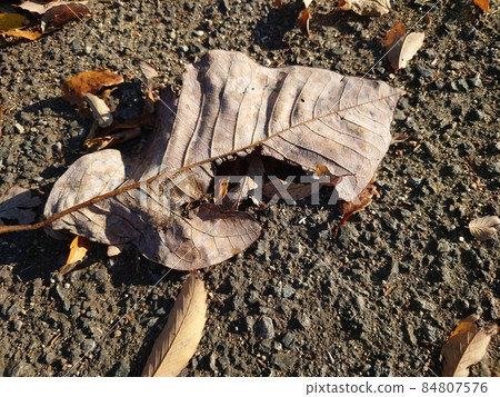 Big fallen leaves Big fallen leaves 84807576