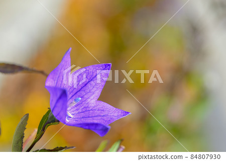 Kikyo flower 84807930