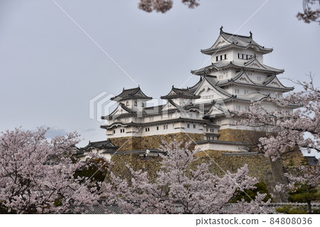 Himeji City, Hyogo Prefecture, Japan Himeji Castle, a World Heritage Site and a national treasure, spring cherry blossoms and a magnificent castle tower Himeji City, Hyogo Prefecture, Japan Himeji Castle, a World Heritage Site and a national treasure, spring cherry blossoms and a magnificent castle tower 84808036