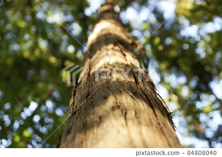 Cypress, up, macro, tree, bark 84808040