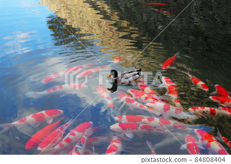 野鴨越冬和五顏六色的護城河鯉魚 84808404
