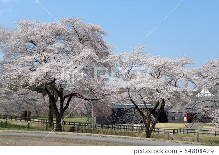 白天可以看到原博物館ARC和鮮花盛開的紀念碑。 白天可以看到原博物館ARC和鮮花盛開的紀念碑。 84808429