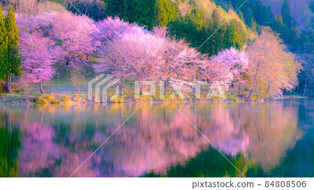 Sakura of Lake Nakatsuna (soft focus) Sakura of Lake Nakatsuna (soft focus) 84808506