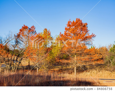 Fall color in Mitch Park Fall color in Mitch Park 84808738