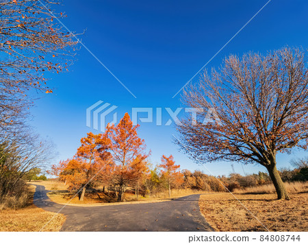 Fall color in Mitch Park Fall color in Mitch Park 84808744