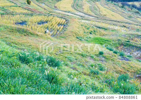 [Chiba Prefecture] Autumn Oyama Senmaida, after harvesting rice, dawn 84808861