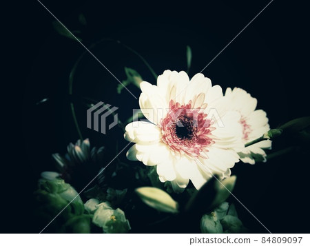 非洲菊背景處理圖片 非洲菊背景處理圖片 84809097