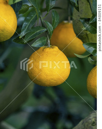 Dekopon fruit Dekopon fruit 84809151