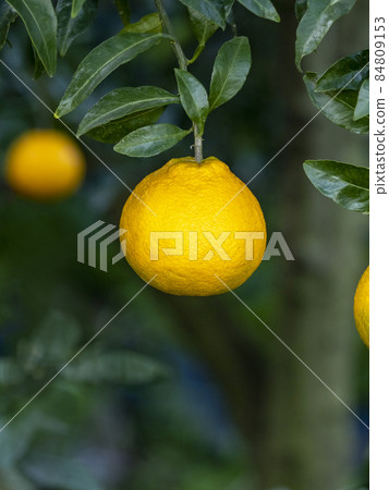 Dekopon 水果 Dekopon 水果 84809153