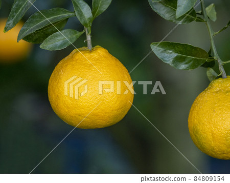 Dekopon 水果 Dekopon 水果 84809154