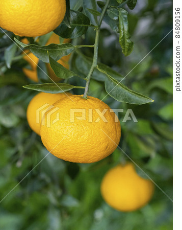 Dekopon 水果 84809156