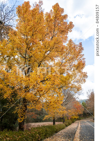 Roadside trees in Green Hill Gohara in late autumn 84809157