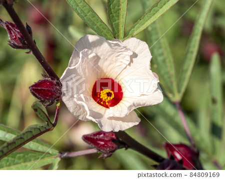 玫瑰茄花 84809169