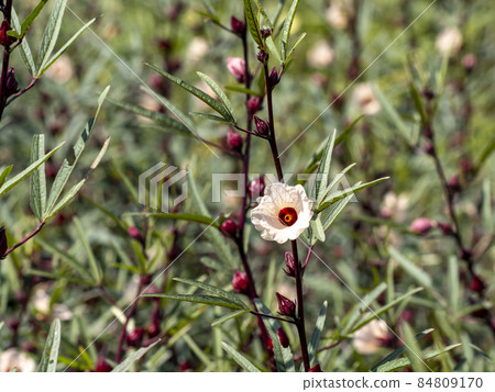 Roselle Flower Roselle Flower 84809170