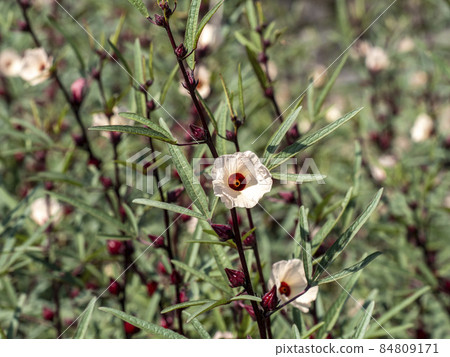 Roselle Flower 84809171