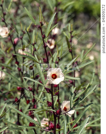 Roselle Flower 84809172