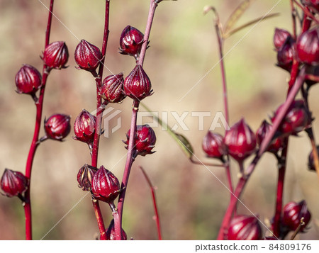 Fruit of rosel 84809176