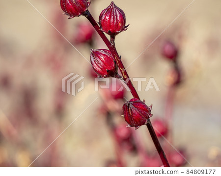 Fruit of rosel Fruit of rosel 84809177