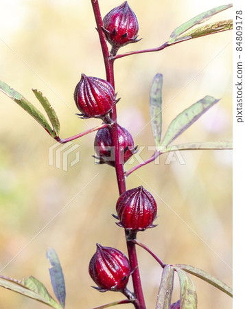 Fruit of rosel 84809178