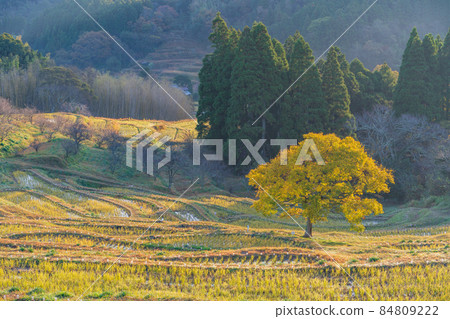 【千葉縣】秋收大山千枚田的清晨 【千葉縣】秋收大山千枚田的清晨 84809222