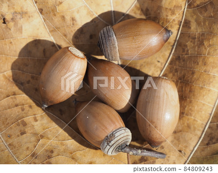 Acorn 84809243