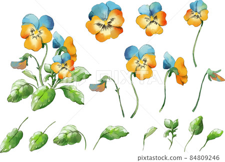 三色堇水彩插圖設置藍色黃色 84809246