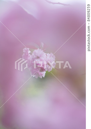 櫻花 84809259