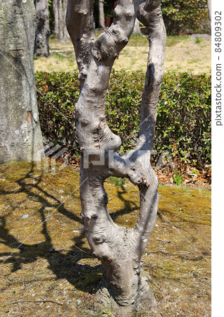 A strangely shaped tree with a hole in the trunk that I saw in the park 84809302