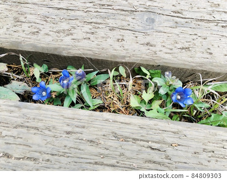 Ryuji blooming in the gaps of the boardwalk 84809303