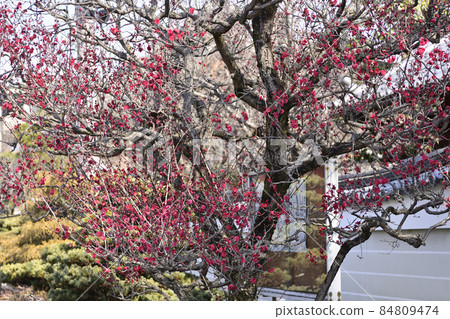 Hojuji Ryugumon Red Plum 84809474