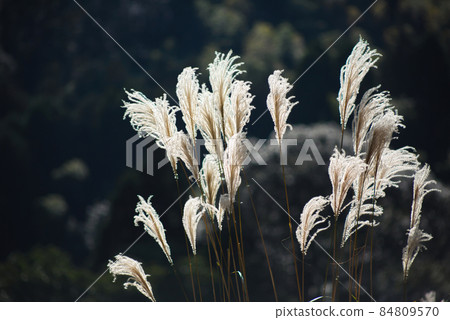 在陽光下拍攝日本蒲葦的照片 84809570