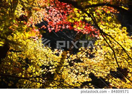 藺Mutaike的秋葉 84809571