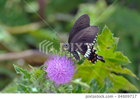 Female common mormon sucking honey (Ishigaki Island, Okinawa Prefecture) 84809717