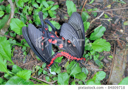 Copulation of Chinese Windmill (Ishigaki Island, Okinawa Prefecture) 84809718