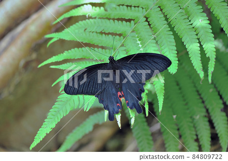 Male Spangle (Ishigaki Island, Okinawa Prefecture) Male Spangle (Ishigaki Island, Okinawa Prefecture) 84809722