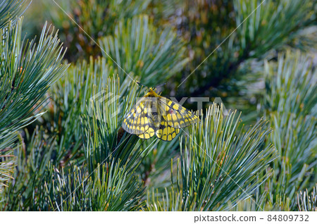 Pinus pumila and Eversmann's Parrot (Daisetsuzan, Hokkaido) Pinus pumila and Eversmann's Parrot (Daisetsuzan, Hokkaido) 84809732