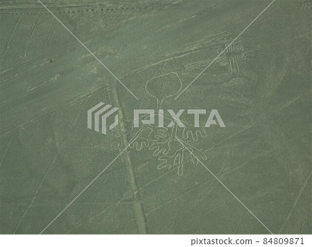 [秘魯]納斯卡地畫：Jicama或jiquima 84809871