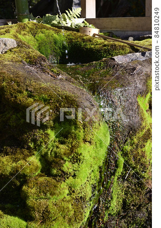 八坂神社Goshinsui（Rikisui） 84810249