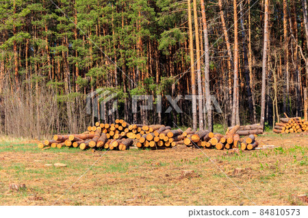 Stacked tree trunks felled by the logging timber industry in pine forest 84810573