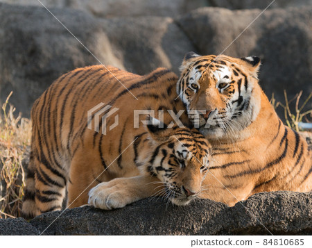 Amur tiger cub sweetened by mother 84810685