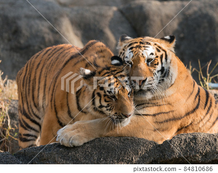 Amur tiger cub sweetened by mother 84810686