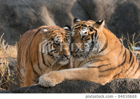 Amur tiger cub sweetened by mother 84810688