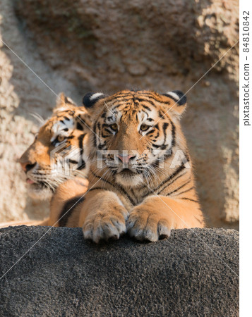 阿穆爾虎親子曬太陽 84810842