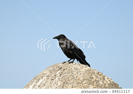 A crow resting on a rocky beach 84811117
