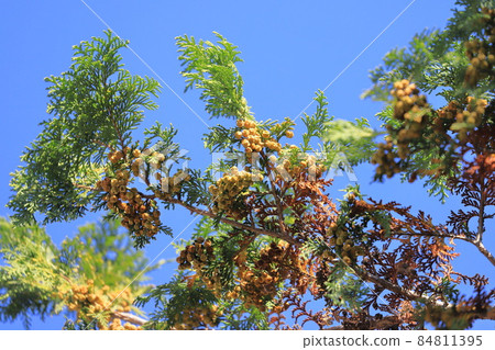 Hinoki cypress swaying in the wind 84811395