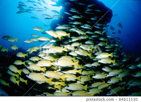 Flock of Yosugefedai 84811530